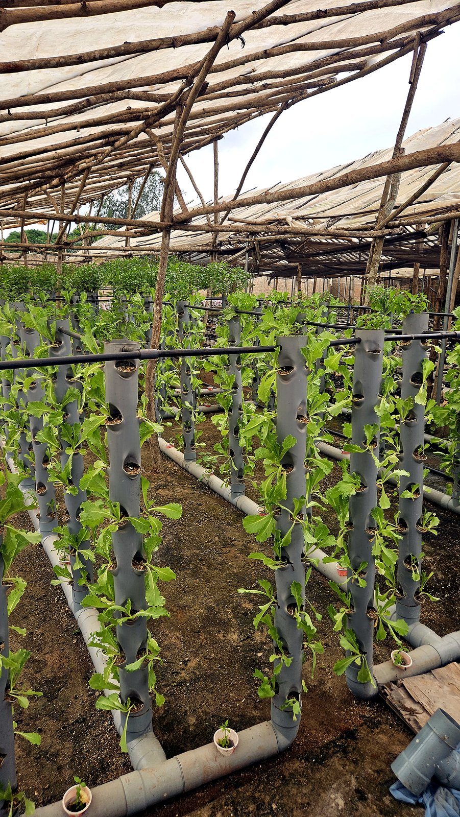 Culture de tomates en aquaponie