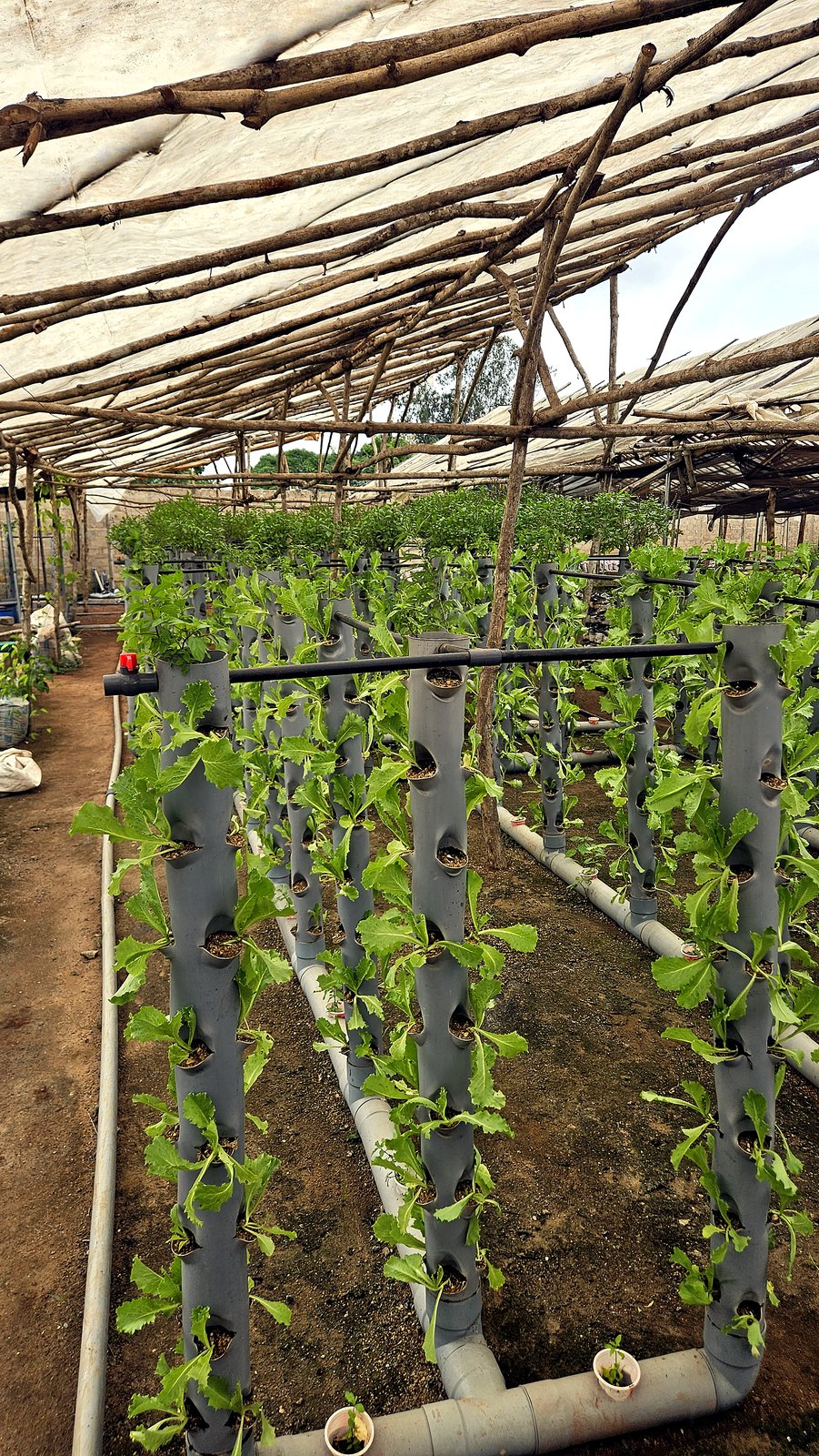 Tomates palissées en système aquaponique