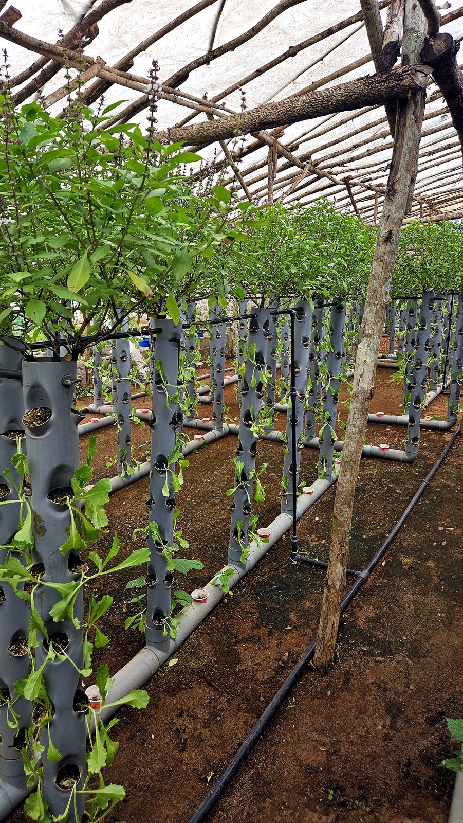Production de tomates en aquaponie