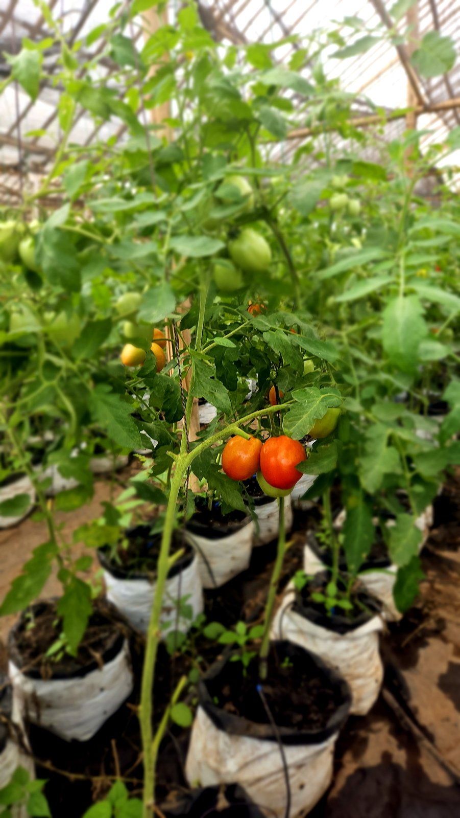 Tomates en culture hors sol