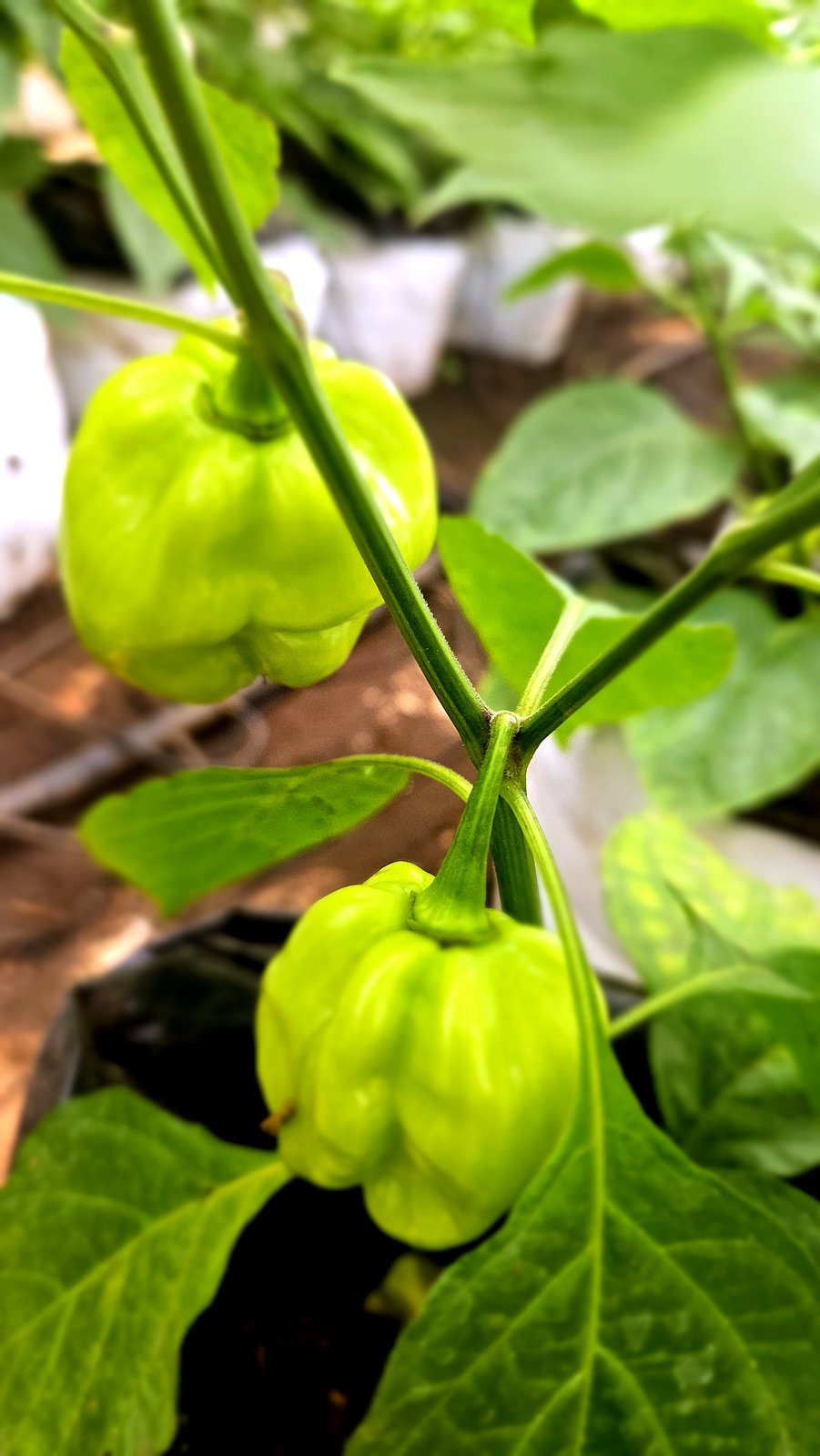Piment en culture hors sol