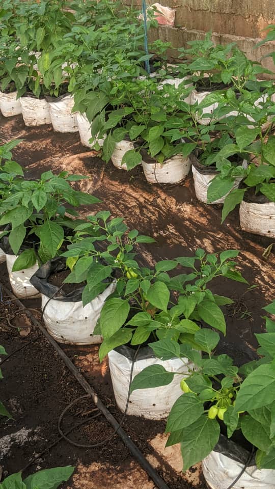 Piments cultivés en sacs hors sol