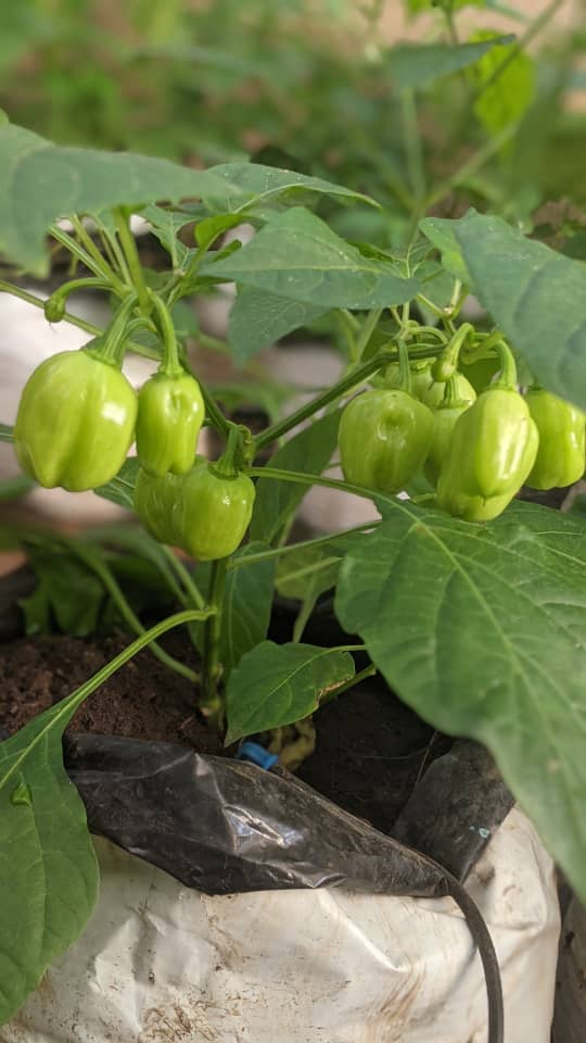 Piments en production hors sol
