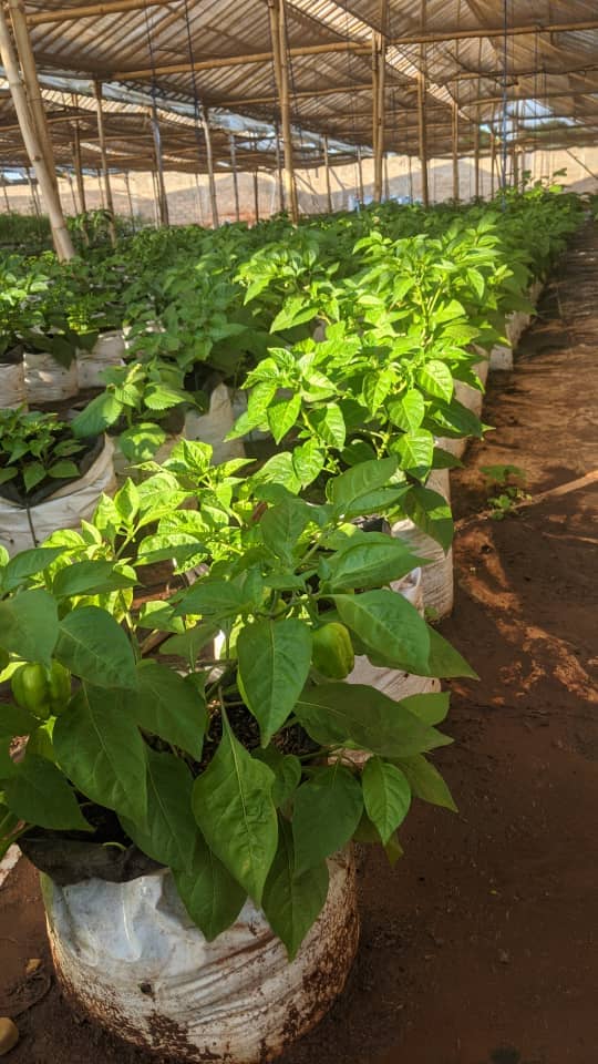 Culture de piments en serre hors sol