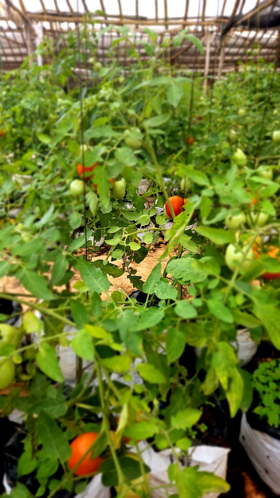 Plants de tomates en production