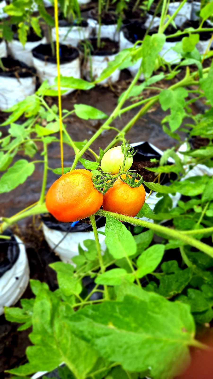 Grappes de tomates colorées