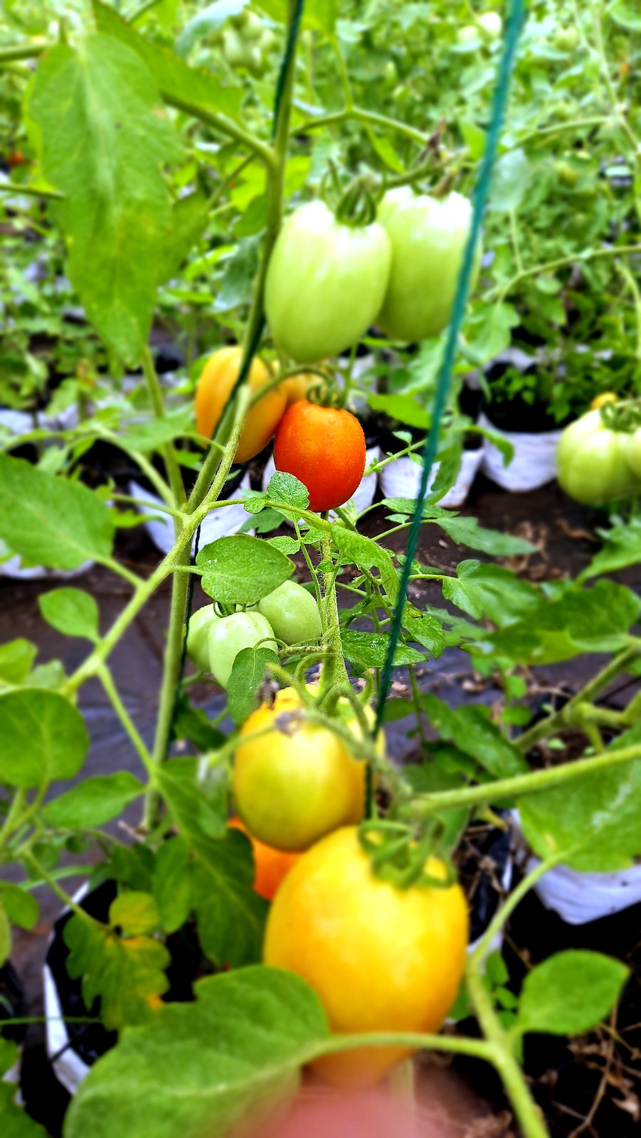 Tomates en pleine maturation