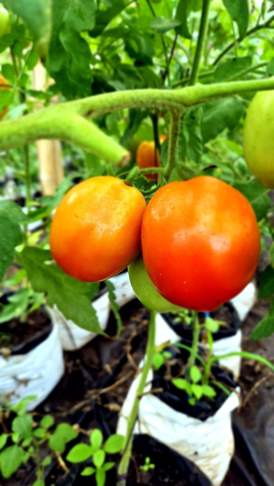 Tomates mûres prêtes à récolter