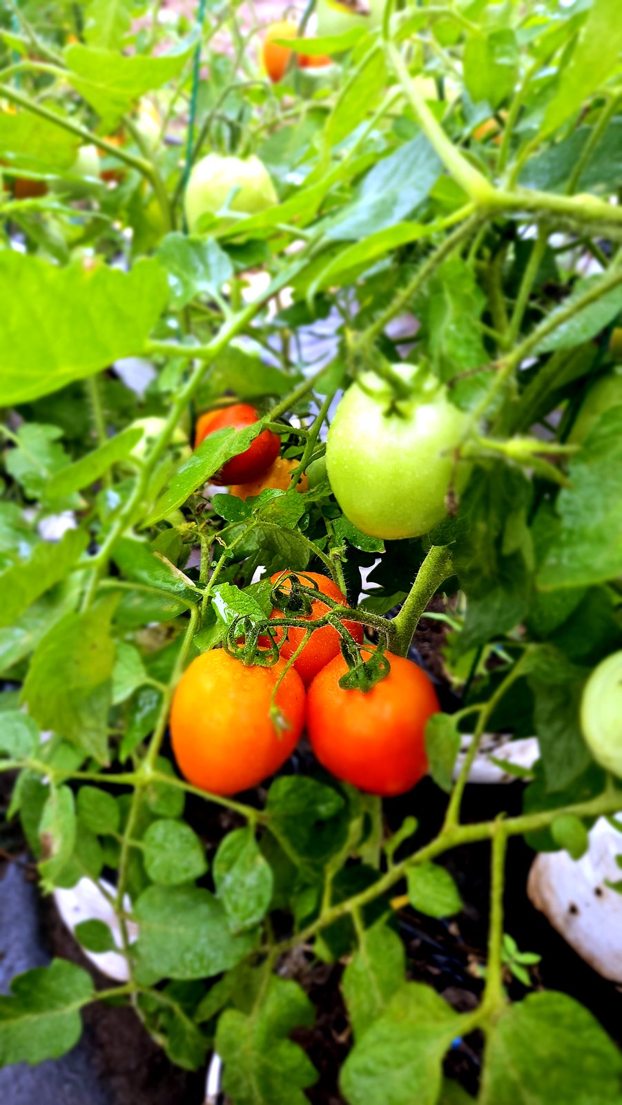 Tomates mûres sur pied