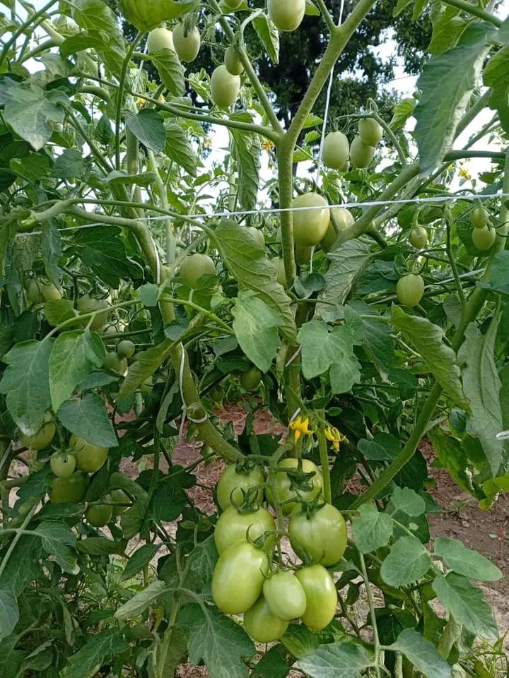 Tomates sur tuteurs en maraîchage