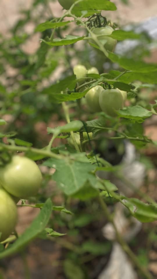 Culture de tomates