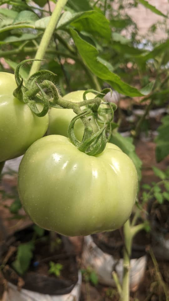 Tomates en pleine croissance