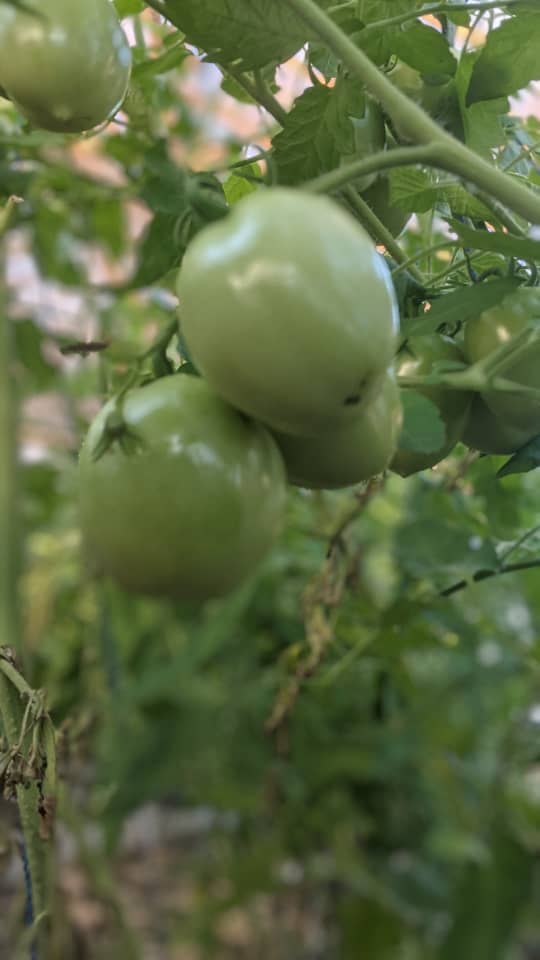 Grappe de tomates
