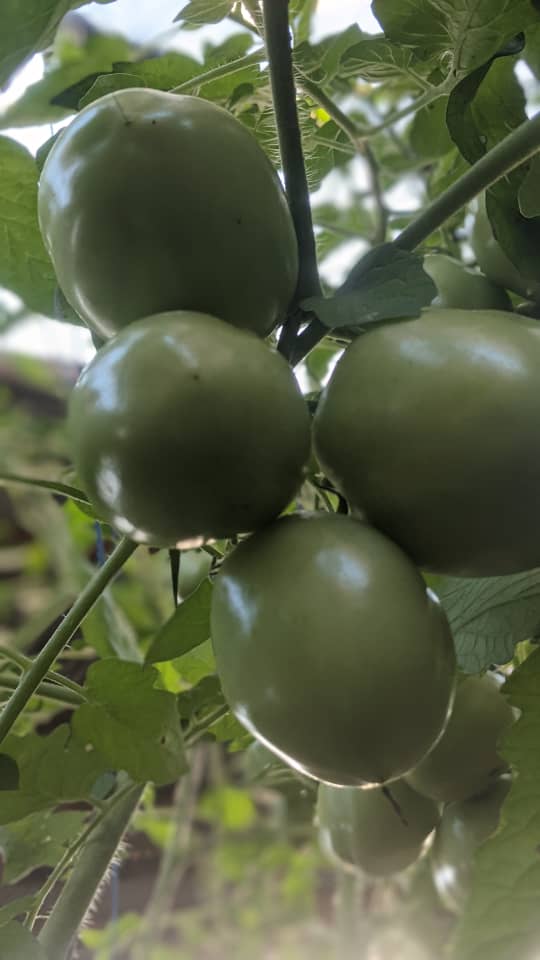 Tomates prêtes à mûrir