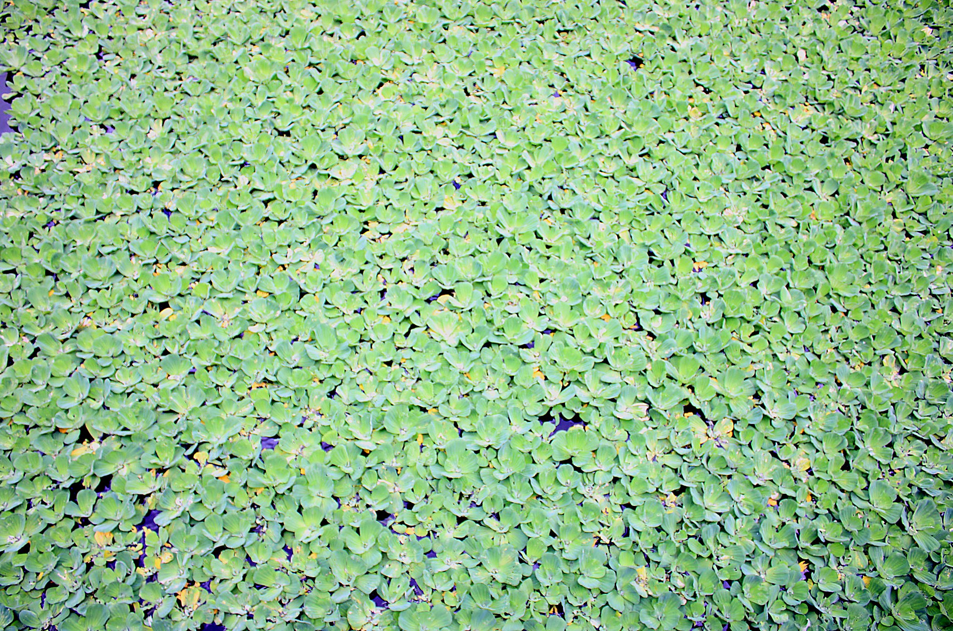 Pisciculture & Aquaponie — AZON DODE