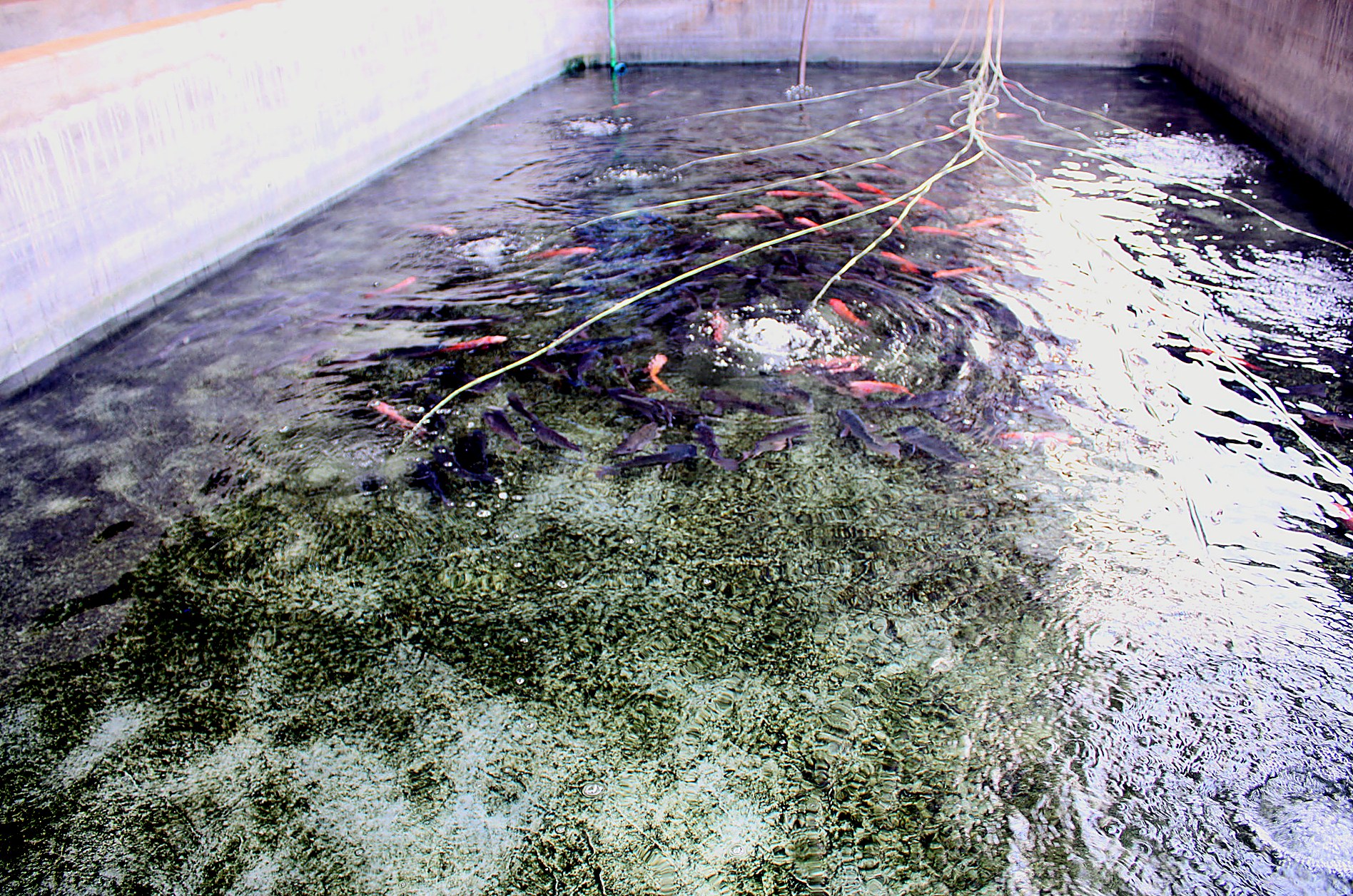 Pisciculture & Aquaponie — AZON DODE