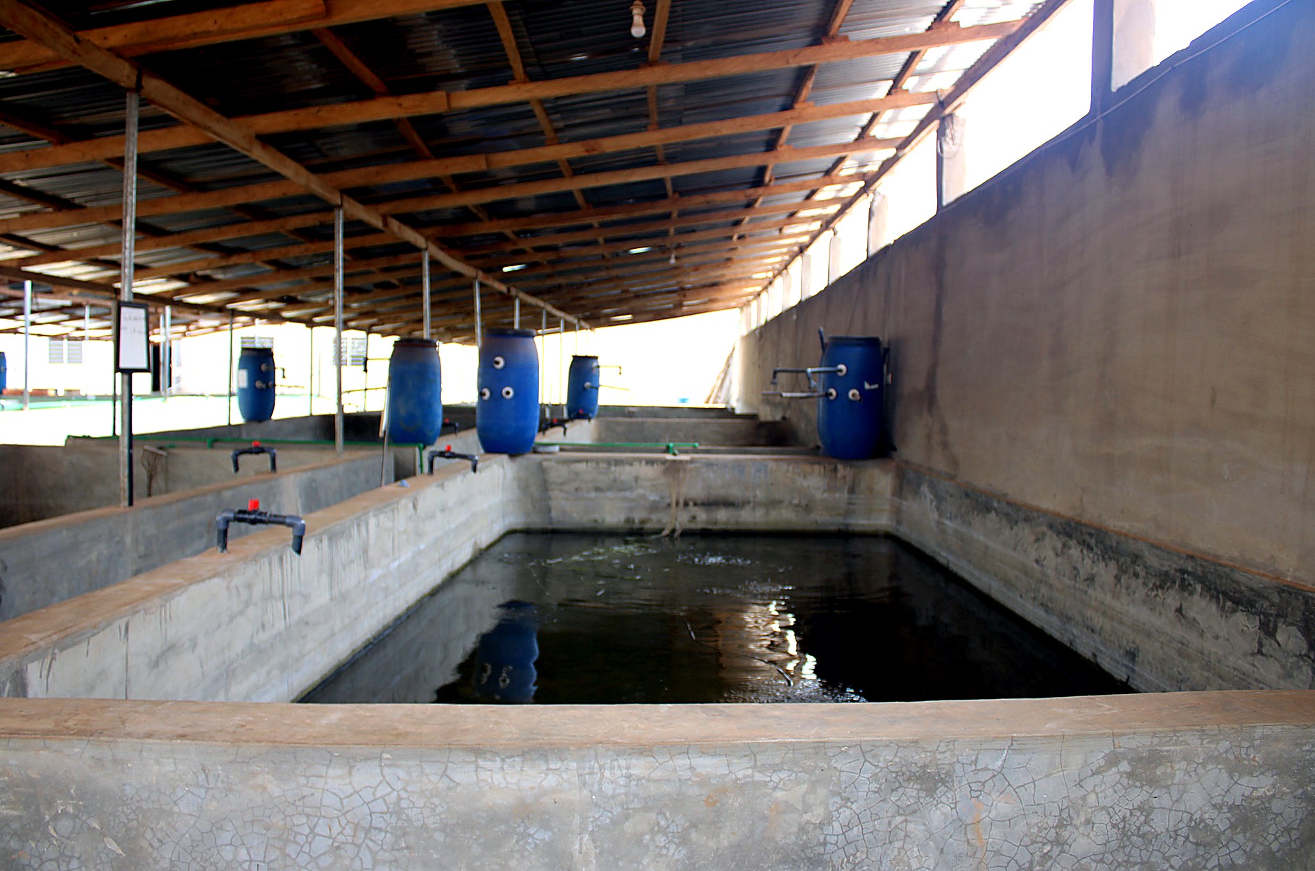 Pisciculture & Aquaponie — AZON DODE