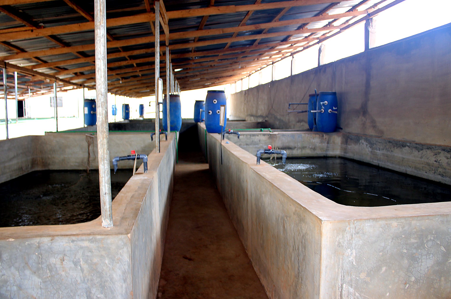 Pisciculture & Aquaponie — AZON DODE