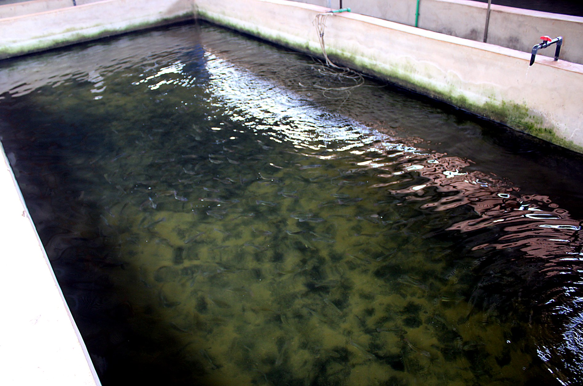 Bassin de pisciculture avec aération