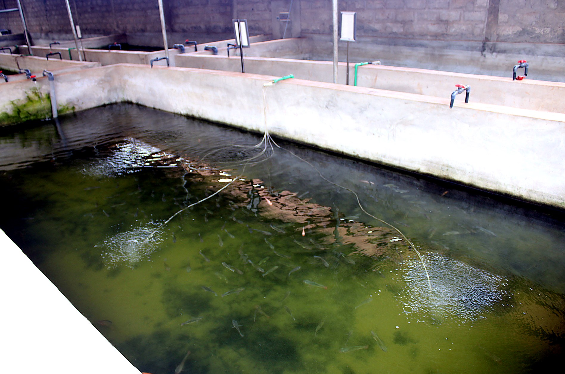 Gestion des bassins et tuyauterie