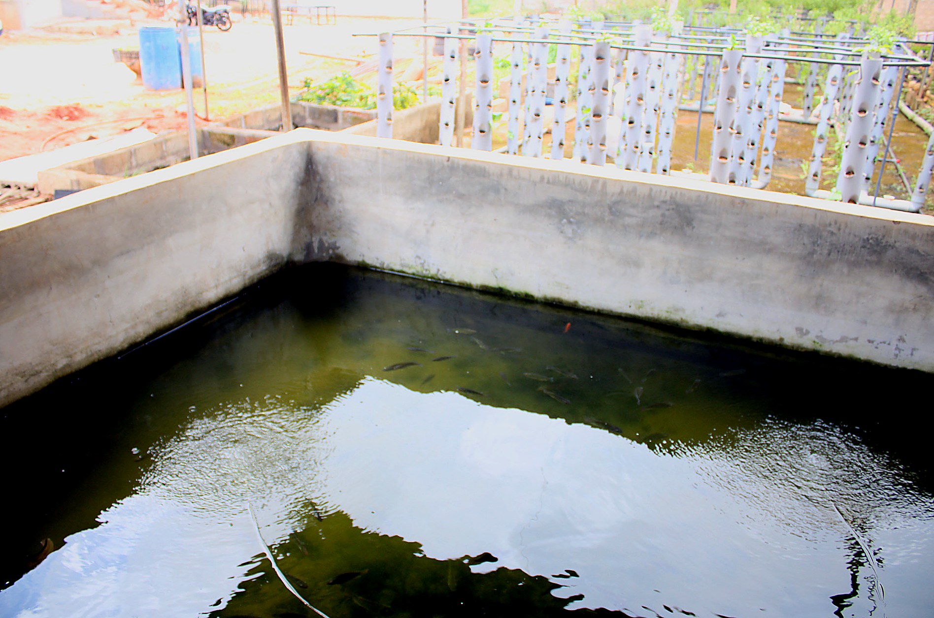 Élevage de tilapias en bassin