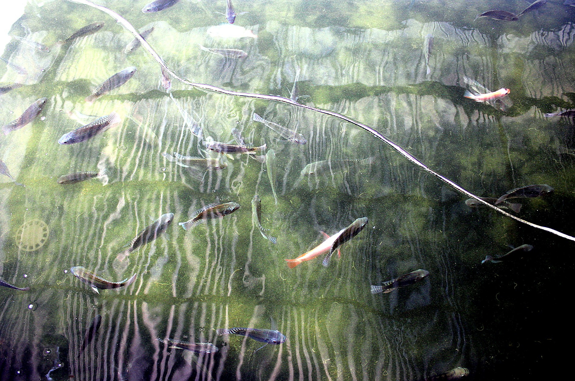 Pisciculture & Aquaponie — AZON DODE