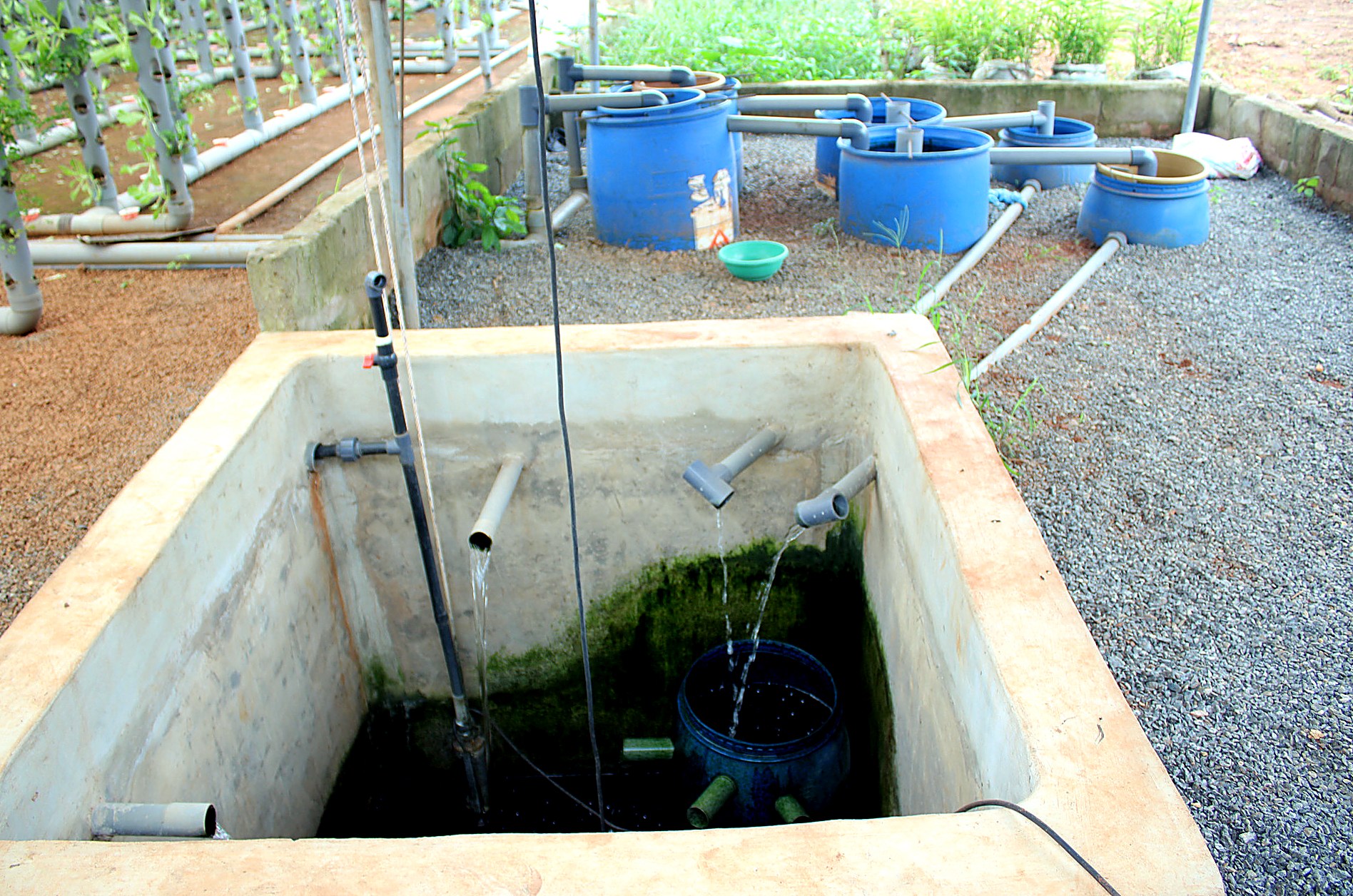 Pisciculture & Aquaponie — AZON DODE