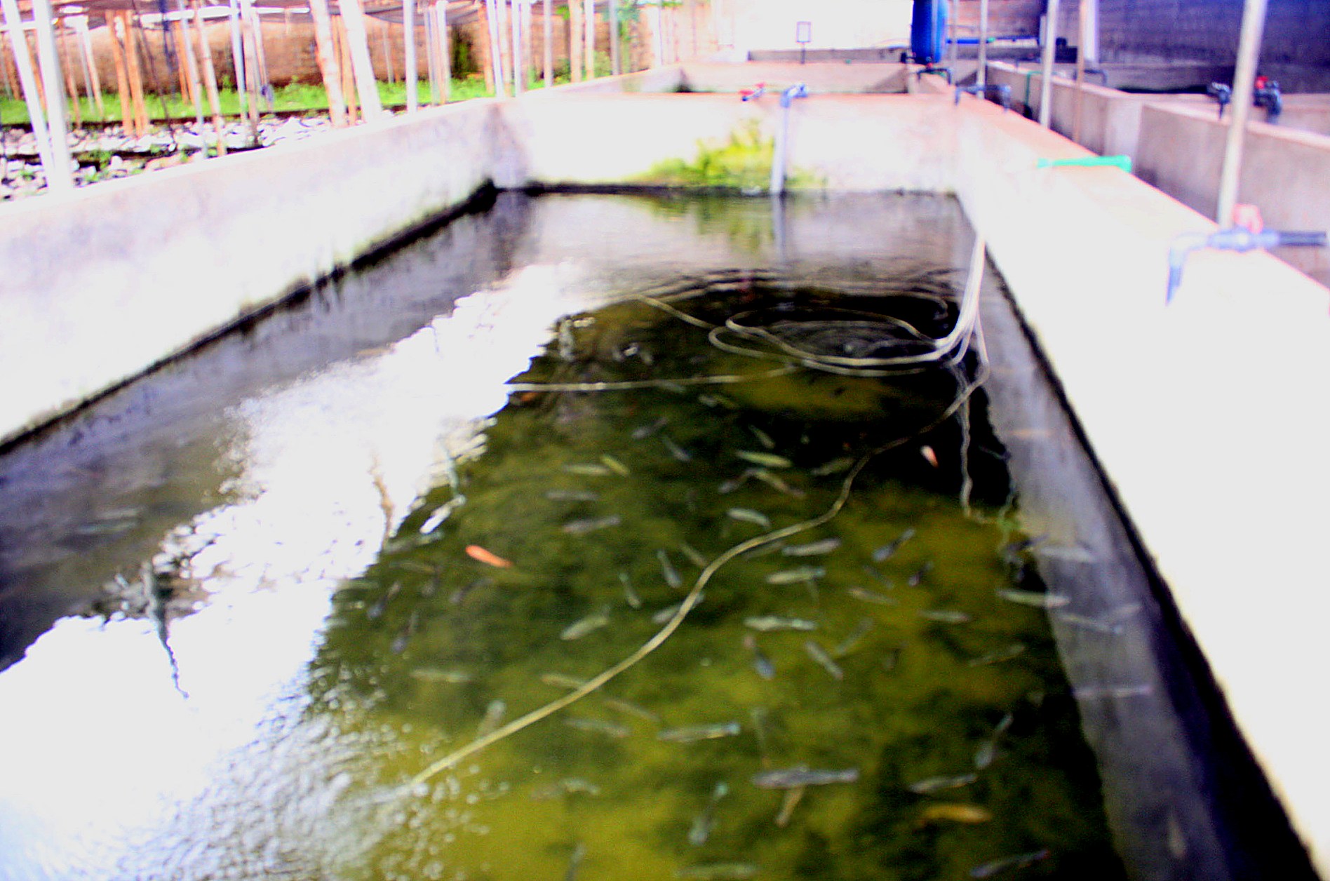 Pisciculture & Aquaponie — AZON DODE