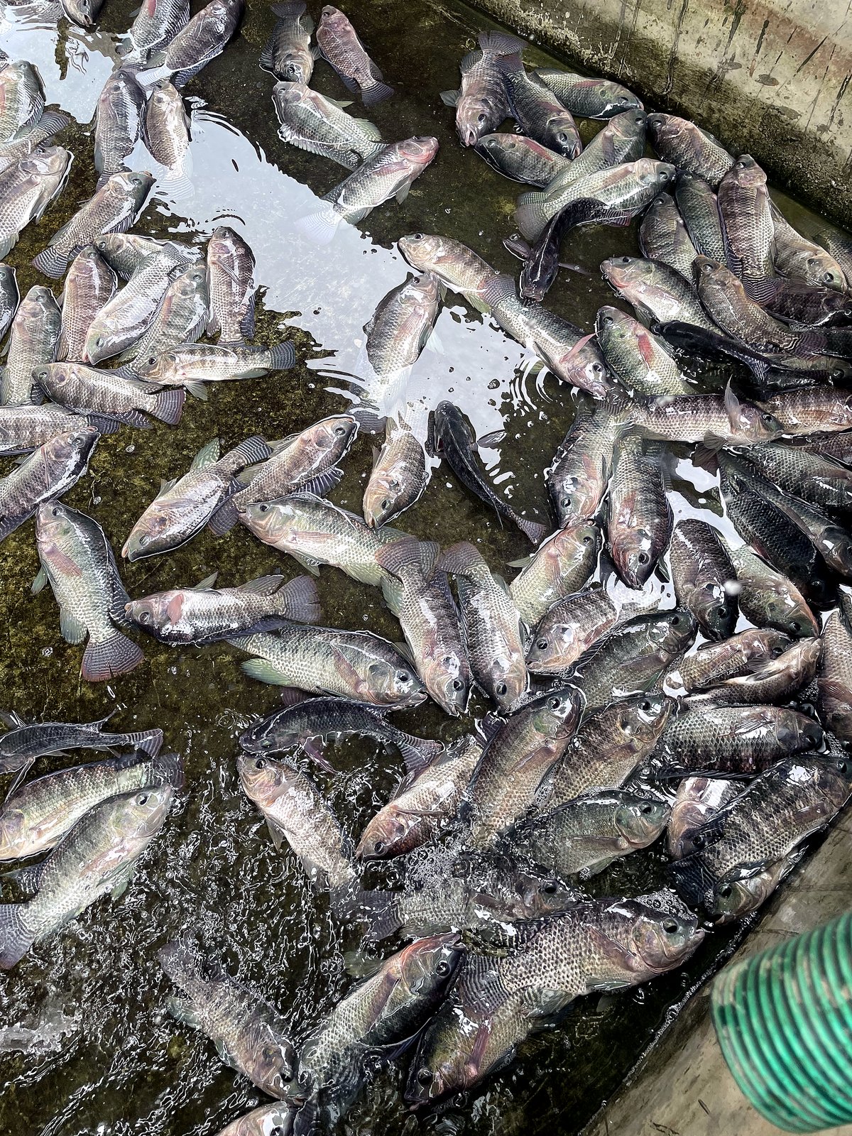 Pisciculture & Aquaponie — AZON DODE