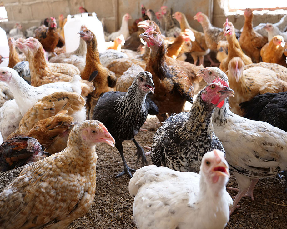 Formation élevage avicole et petits ruminants