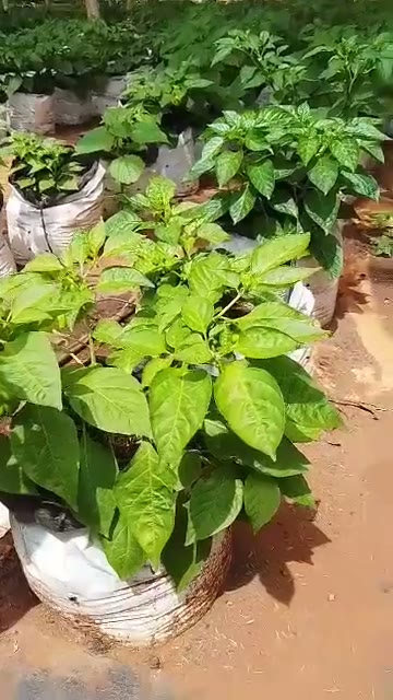 Culture de piments en sacs hors sol