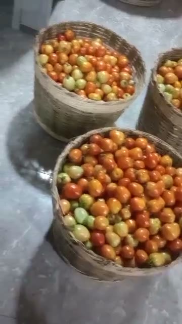 Récolte de tomates en paniers