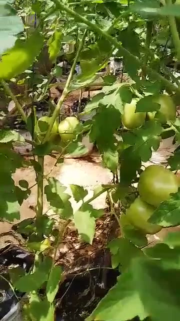 Plants de tomates en production