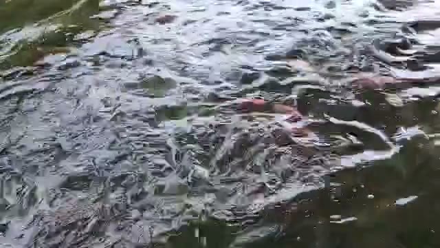 Poissons dans le bassin de pisciculture